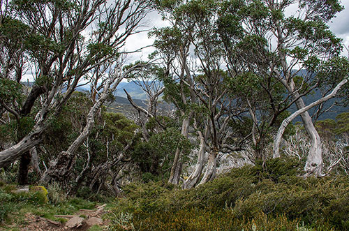 Snow Gums