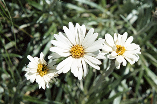 Daisies