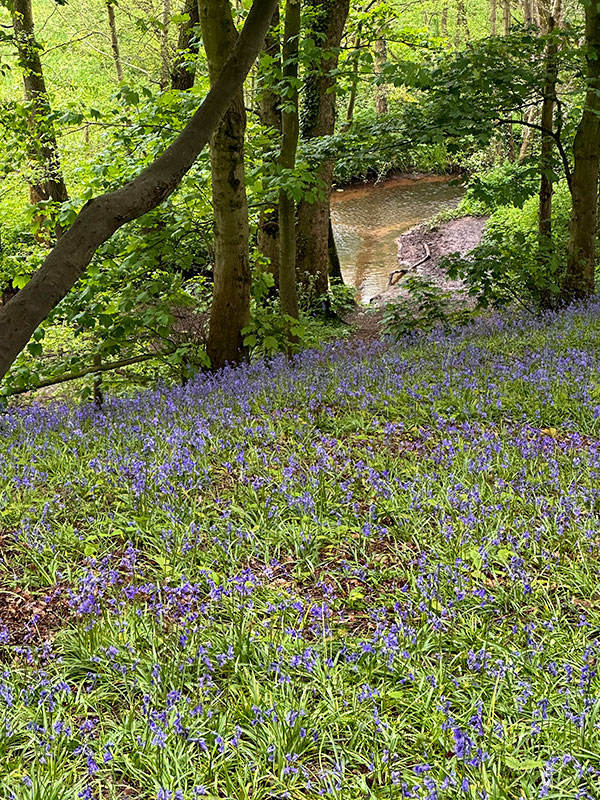 bluebells