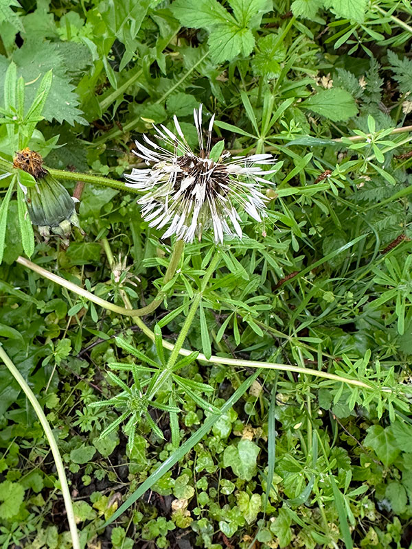 dandelion