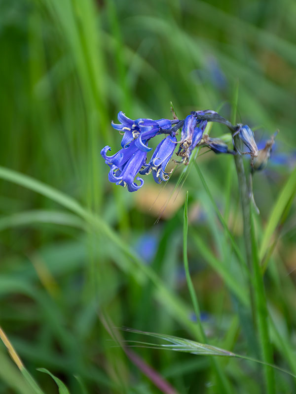 bluebell