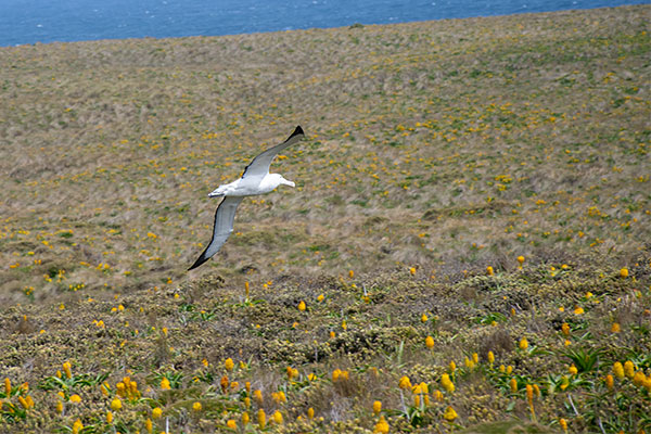 Enderby Island