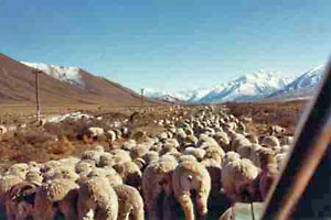 south island