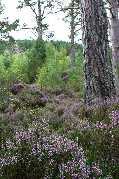Loch Morlich