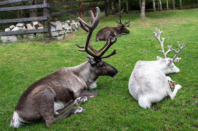 Reindeer