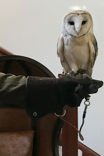 Barn Owl