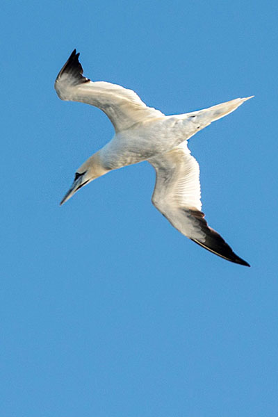 Orkney Gannet