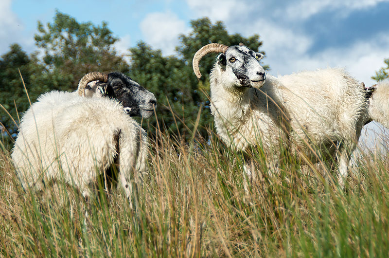 Blackface Sheep