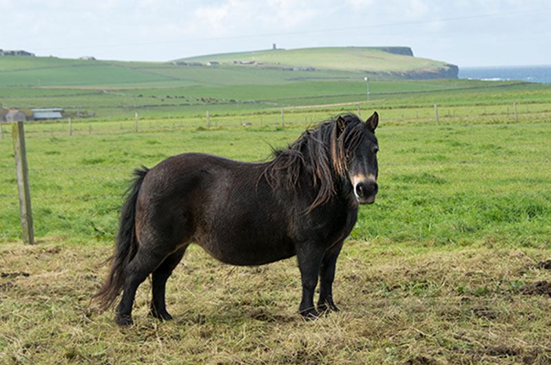 Shetland pony