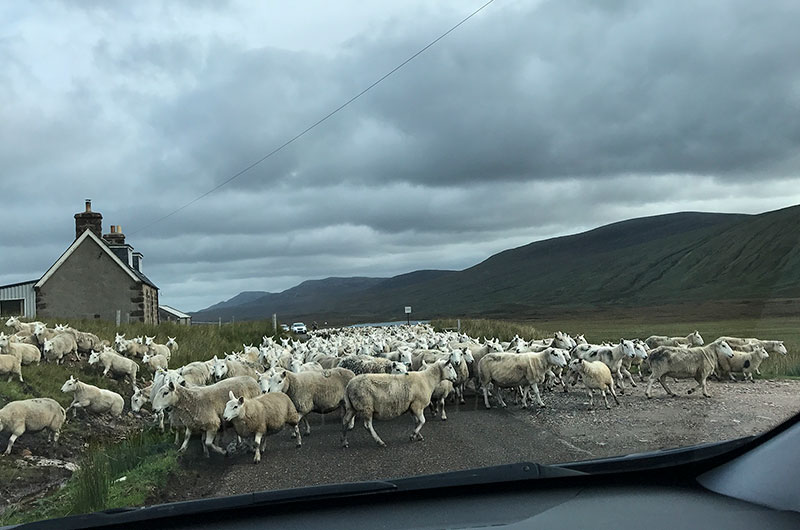 Sheep flock