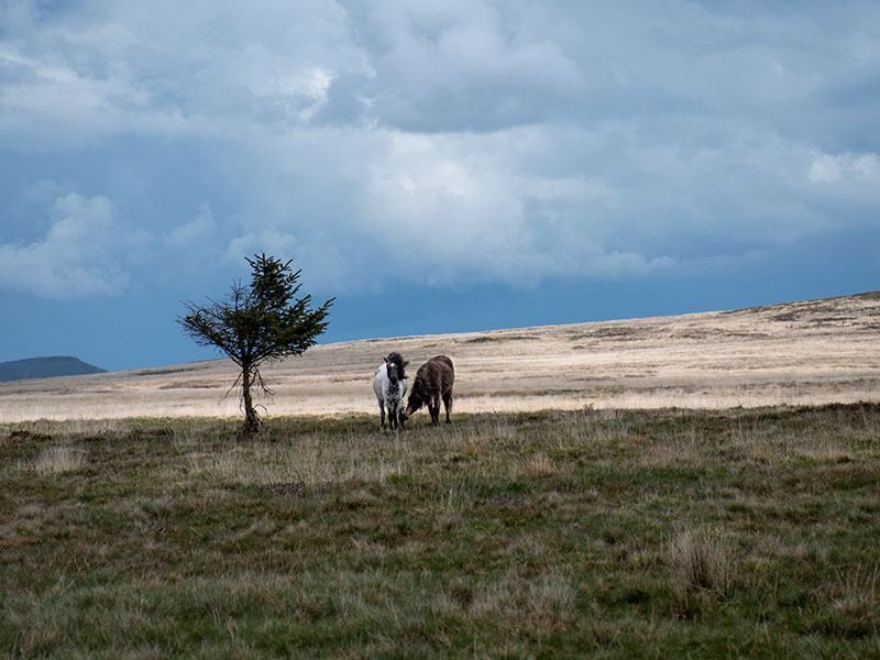 Ponies